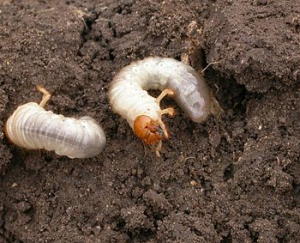 grub worms