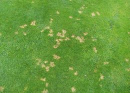 Dollar Spot