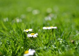 Weeds Control