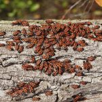 Chinch​ ​Bug:​ ​Most​ ​Wanted​ ​Pests​ ​Threatening  Your​ ​Lawn​ ​[Part​ ​1]