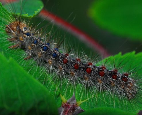 Gypsy Moth