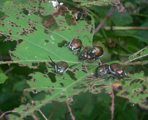 Japanese Beetles
