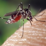 How To Prevent Mosquitoes With Help From Valley Green!
