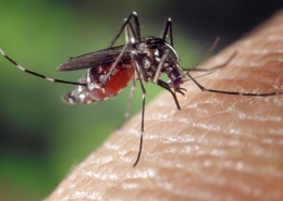 Close up view of a female mosquitoe sucking blood from a human finger.