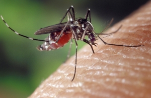 Close up view of a female mosquitoe sucking blood from a human finger.