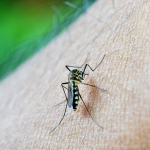 How To Reduce And Prevent Mosquitoes In Your Central MN Yard