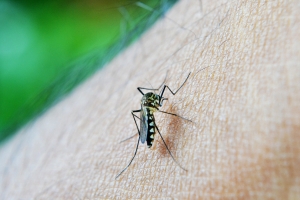 Mosquito biting a person's skin. Prevent mosquitoes with Valley Green Companies.