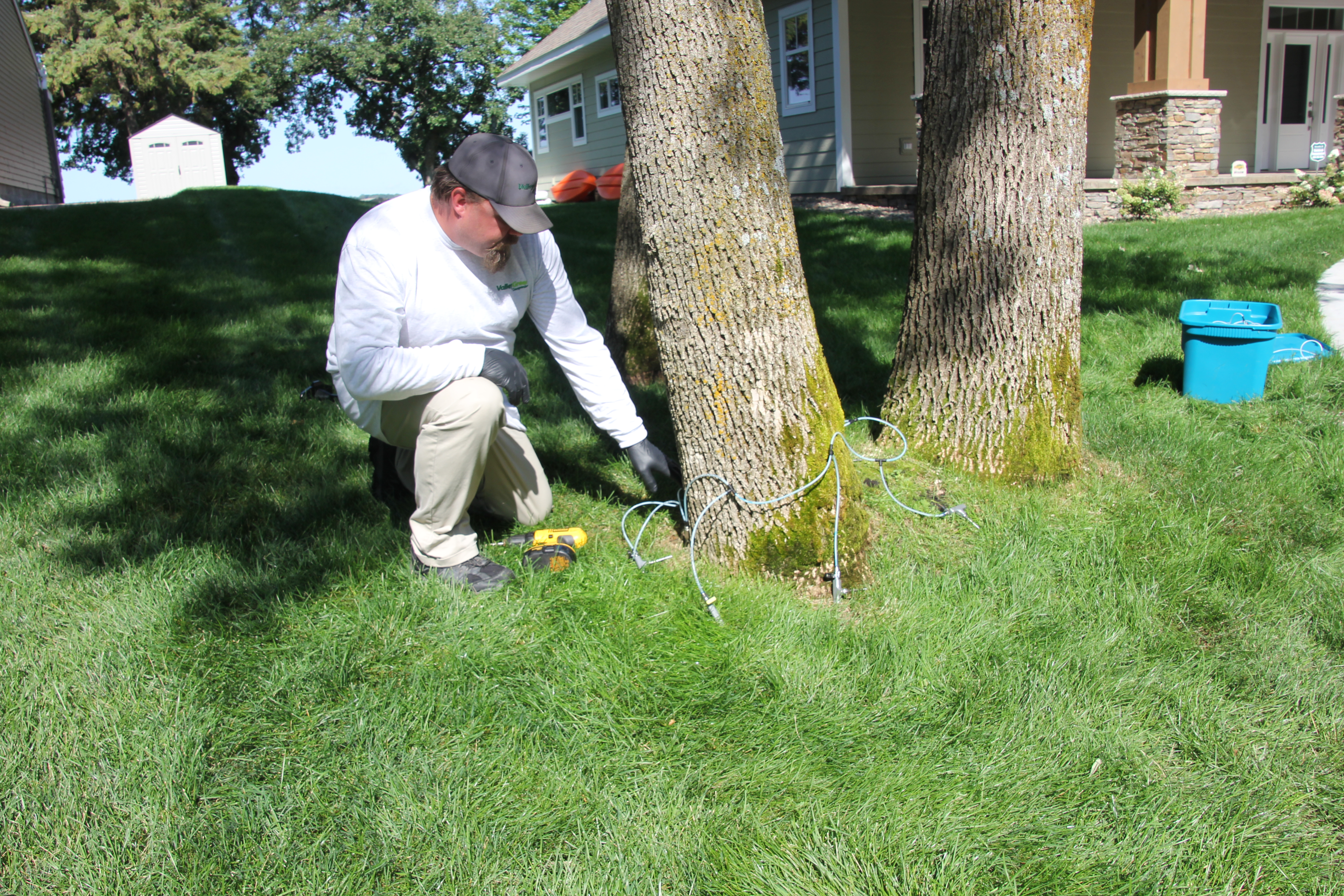 Valley Green employee Brad performing a micro-infusion method of Emerald Ash Borer treatment on an ash tree in Sartell, Minnesota.
