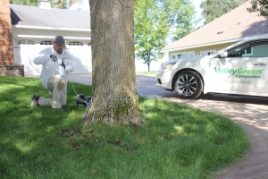 Valley Green employee Brad performing a micro-infusion method of Emerald Ash Borer treatment on an Ash tree at a Central Minnesota home.