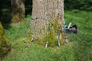 An ash tree in Sartell, Minnesota receiving the micro-infusion method Emerald Ash Borer management option treatment.