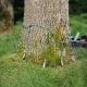 An ash tree in Sartell, Minnesota receiving the micro-infusion method Emerald Ash Borer management option treatment.