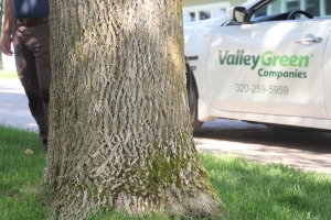 Ash tree at a Sartell, Minnesota home with a Valley Green Companies car behind it.