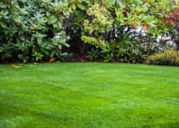 Idyllic lawn and shrubs on an early fall day
