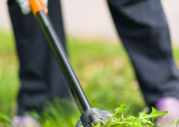 A lawn care worker carefully removes a weed from a lawn with a weed puller.