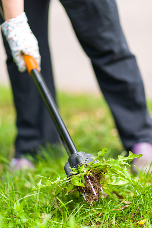 A lawn care worker carefully removes a weed from a lawn with a weed puller.