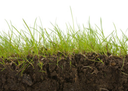 Grass growing out of black dirt soil.