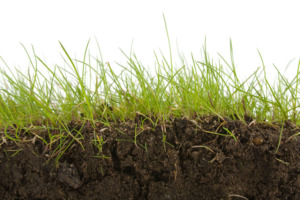 Grass growing out of black dirt soil.