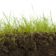 Grass growing out of black dirt soil.