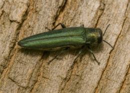 An adult Emerald Ash Borer insect on the bark of an Ash tree in Minnesota.
