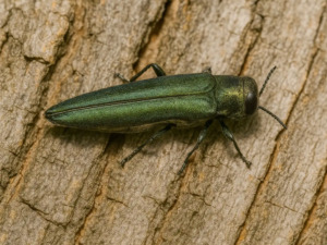 An adult Emerald Ash Borer insect on the bark of an Ash tree in Minnesota.
