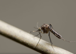 A close-up photo of a mosquito sitting on a twig.