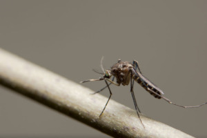 A close-up photo of a mosquito sitting on a twig.