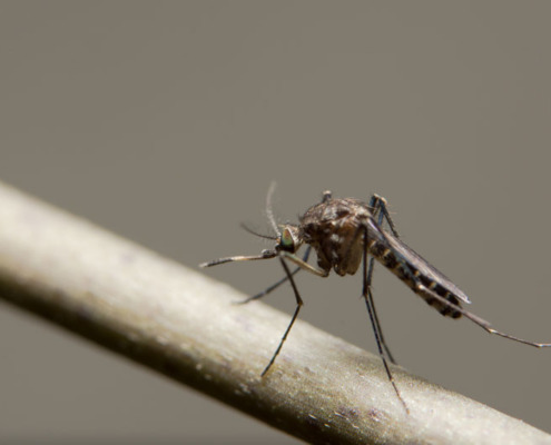 A close-up photo of a mosquito sitting on a twig.