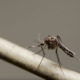A close-up photo of a mosquito sitting on a twig.