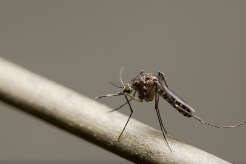 A close-up photo of a mosquito sitting on a twig.