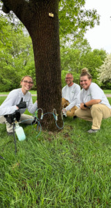 Valley Green team performing micro-infusion method of Emerald Ash Borer treatment on an Ash tree at a St. Cloud home.