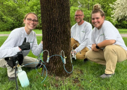 Valley Green team performing micro-infusion method of Emerald Ash Borer treatment on an Ash tree at a St. Cloud home.