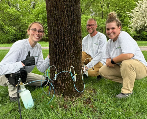Valley Green team performing micro-infusion method of Emerald Ash Borer treatment on an Ash tree at a St. Cloud home.
