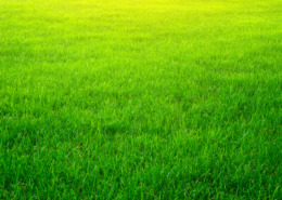 Unbelievably green grass lawn.