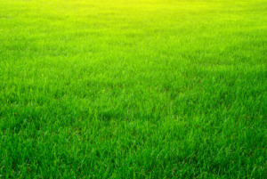 Unbelievably green grass lawn.