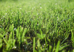 Bright saturated green grass, wet lawn in late weather after rain.