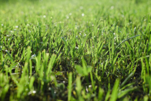 Bright saturated green grass, wet lawn in late weather after rain.