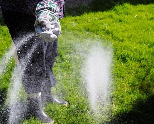 A woman spreads fertilizer on her lawn.