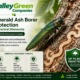 Should You Treat or Remove an Ash Tree? Emerald Ash Borer Guide for Central Minnesota